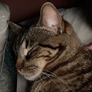 Meet your Posher, Eve